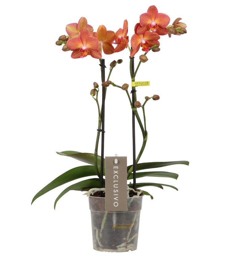 Meststof voor orchideeën - Floralux